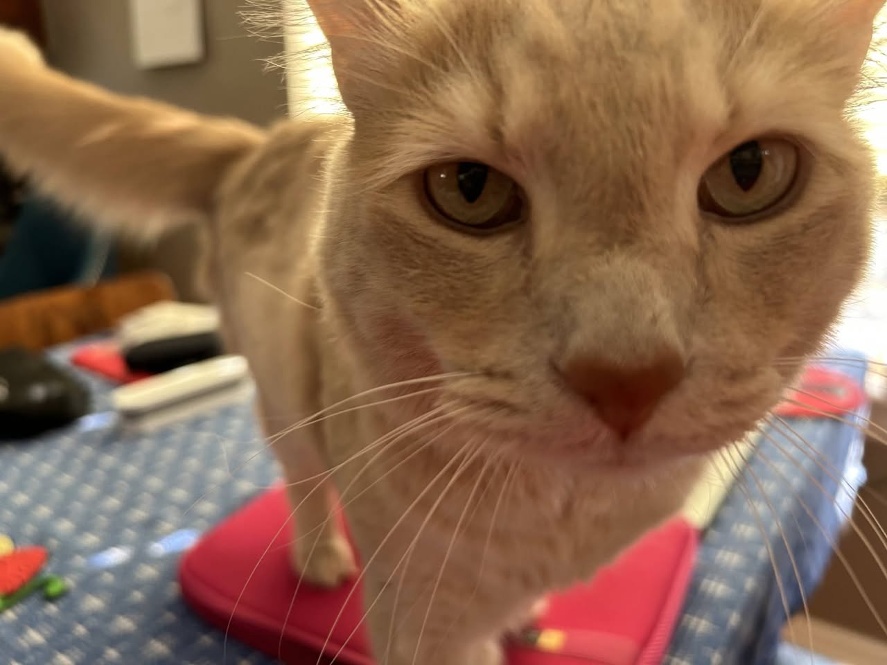 Lost cat
