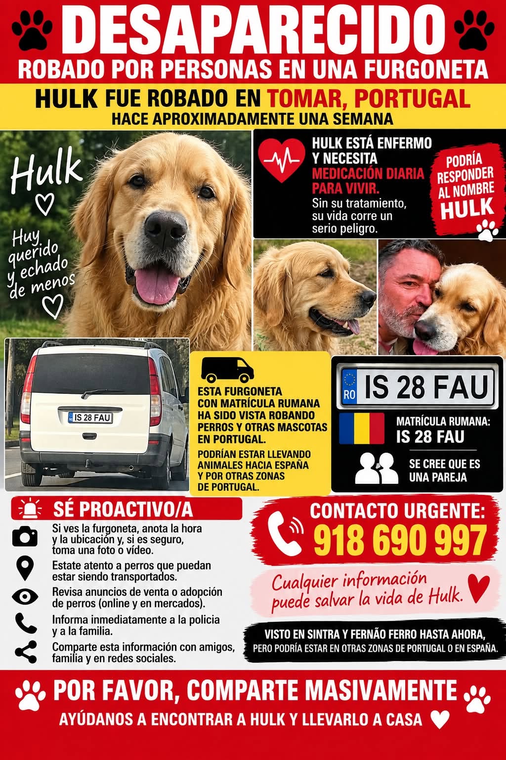 Lost Dog in Tomar