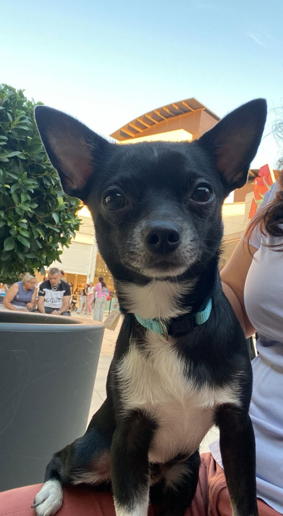 Found dog