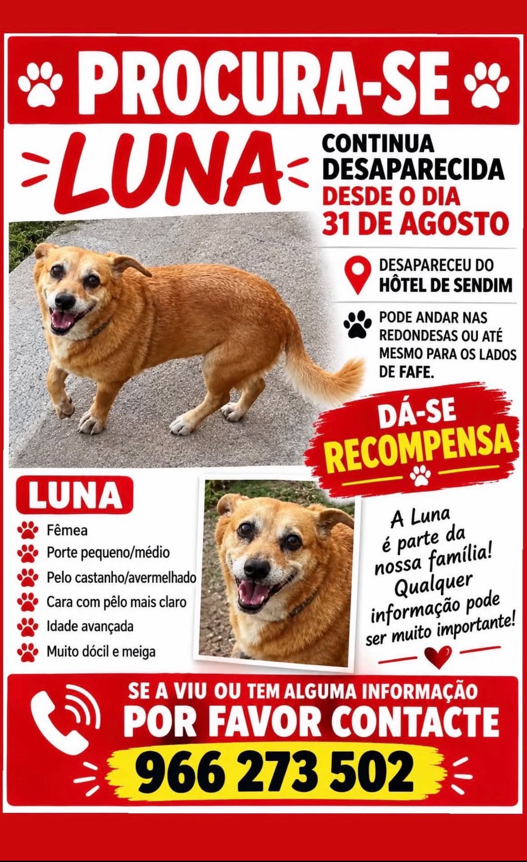 Lost Dog in Fafe