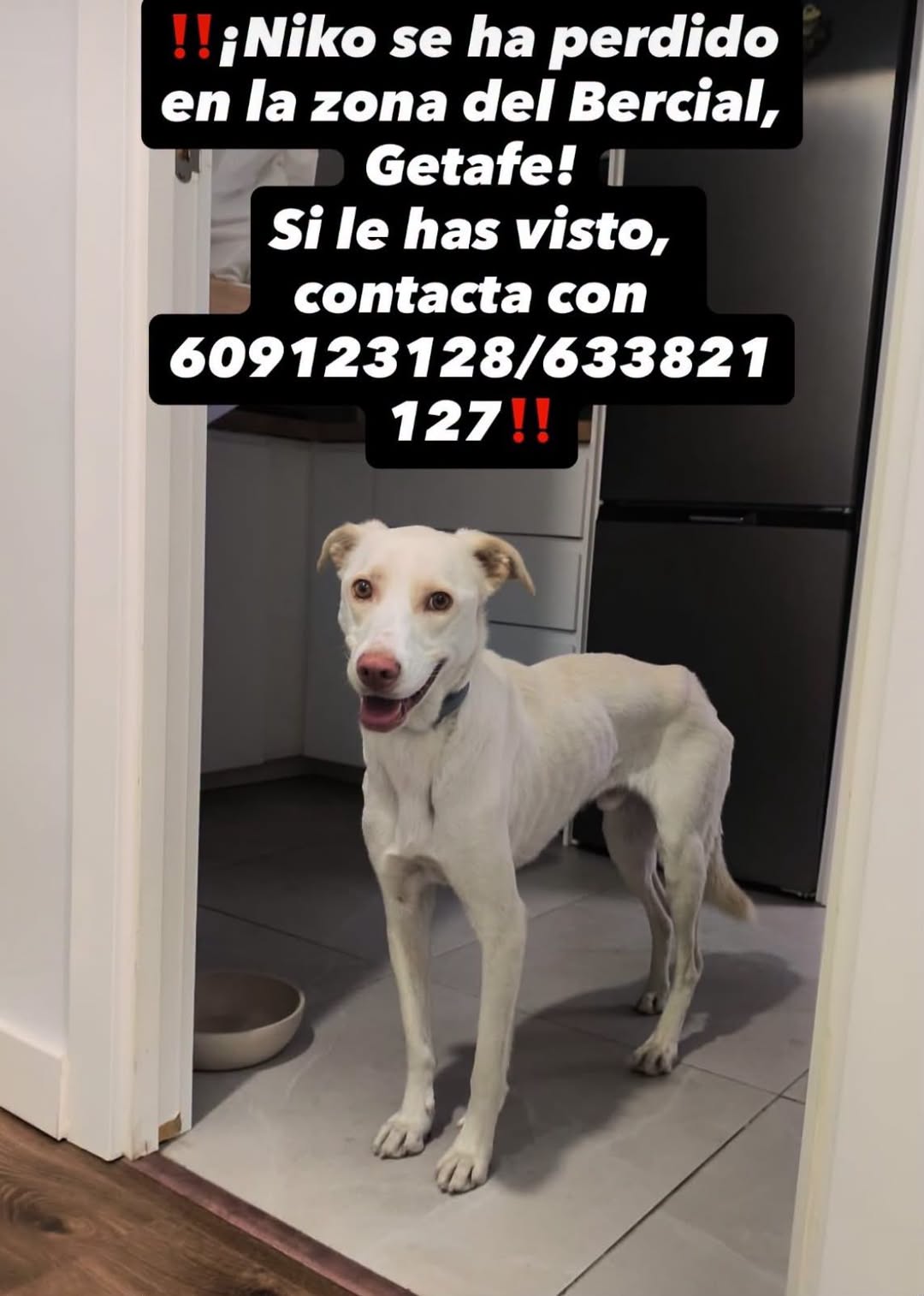 Lost Dog in Getafe