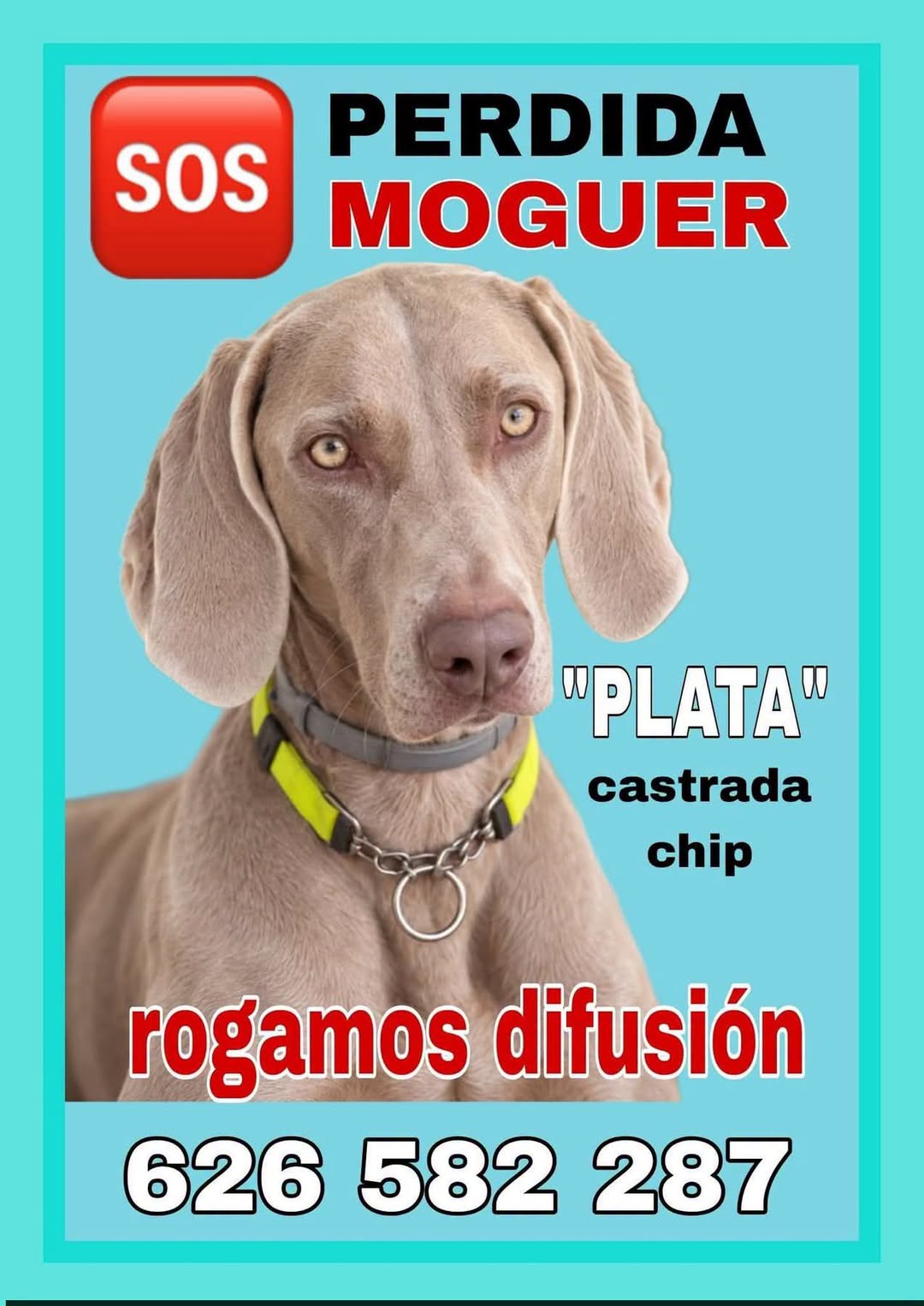 Lost Dog in Moguer