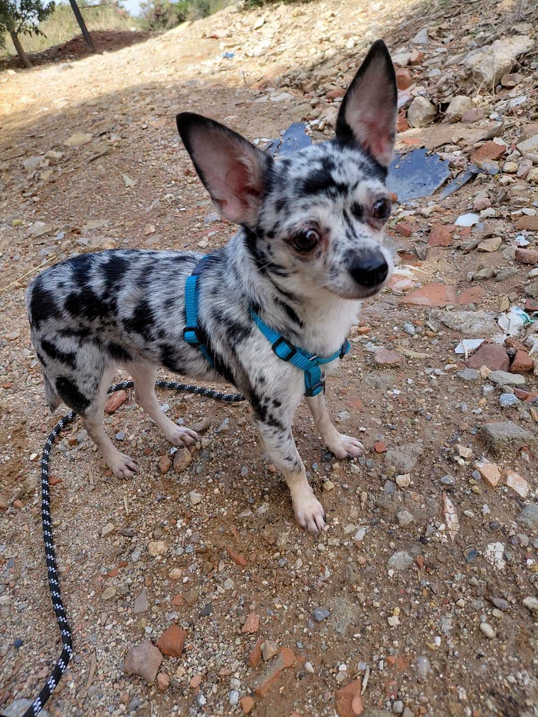 Found dog