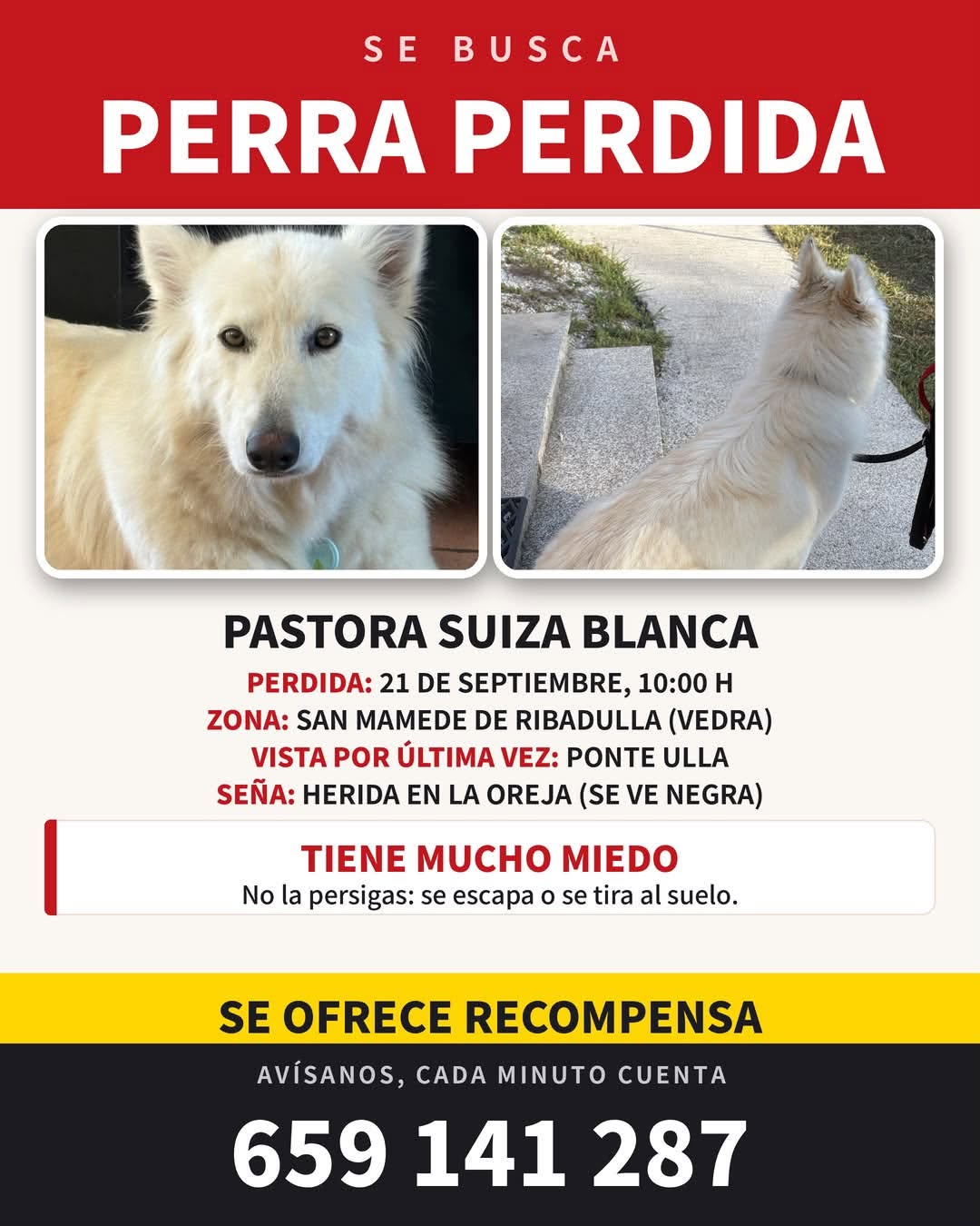 Lost Dog in Vedra