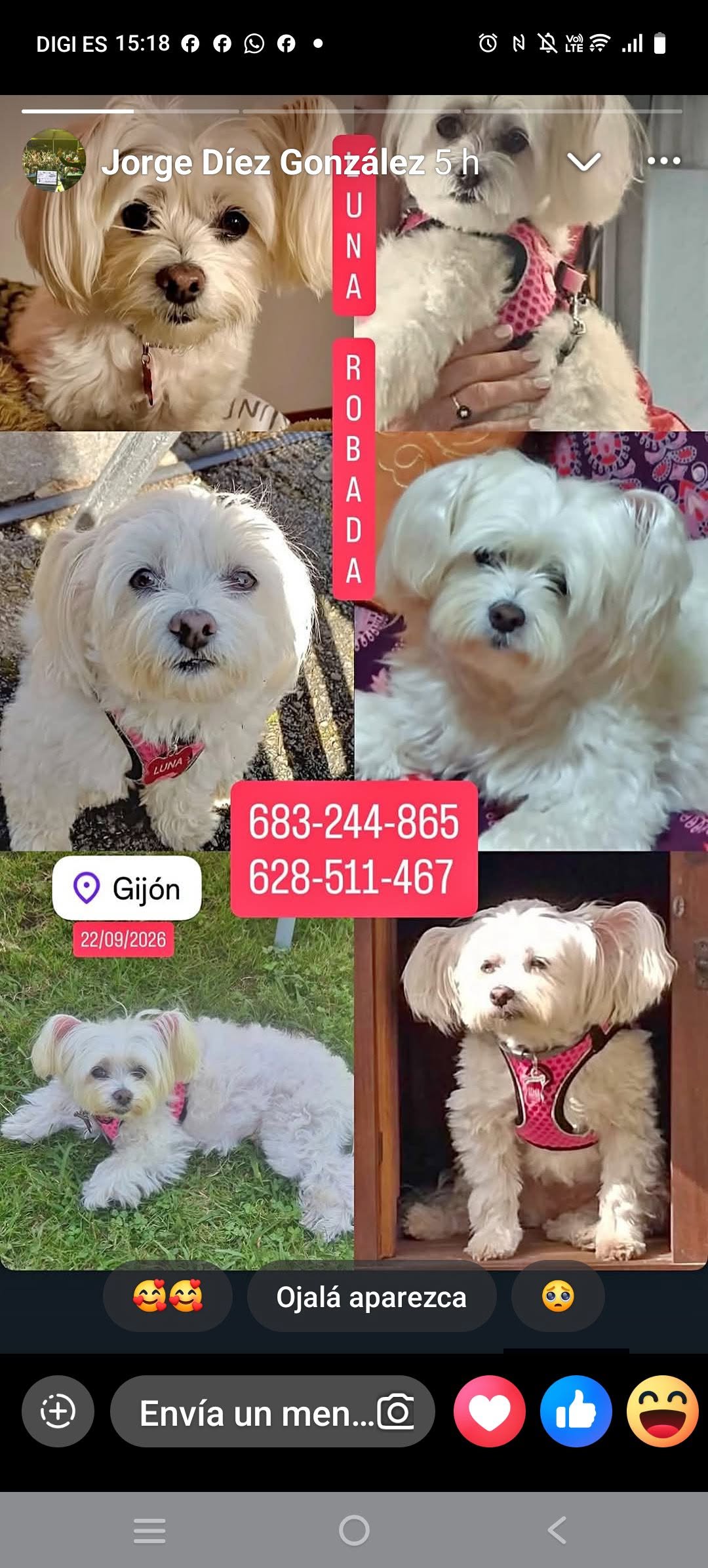 Lost dog