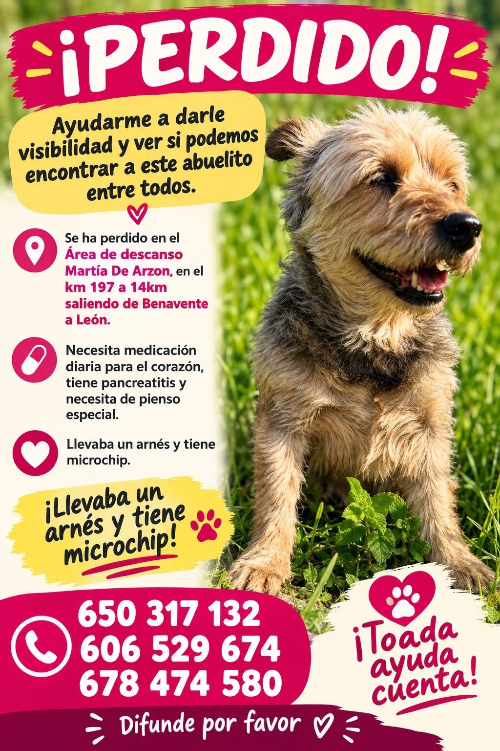 Lost Dog in Benavente