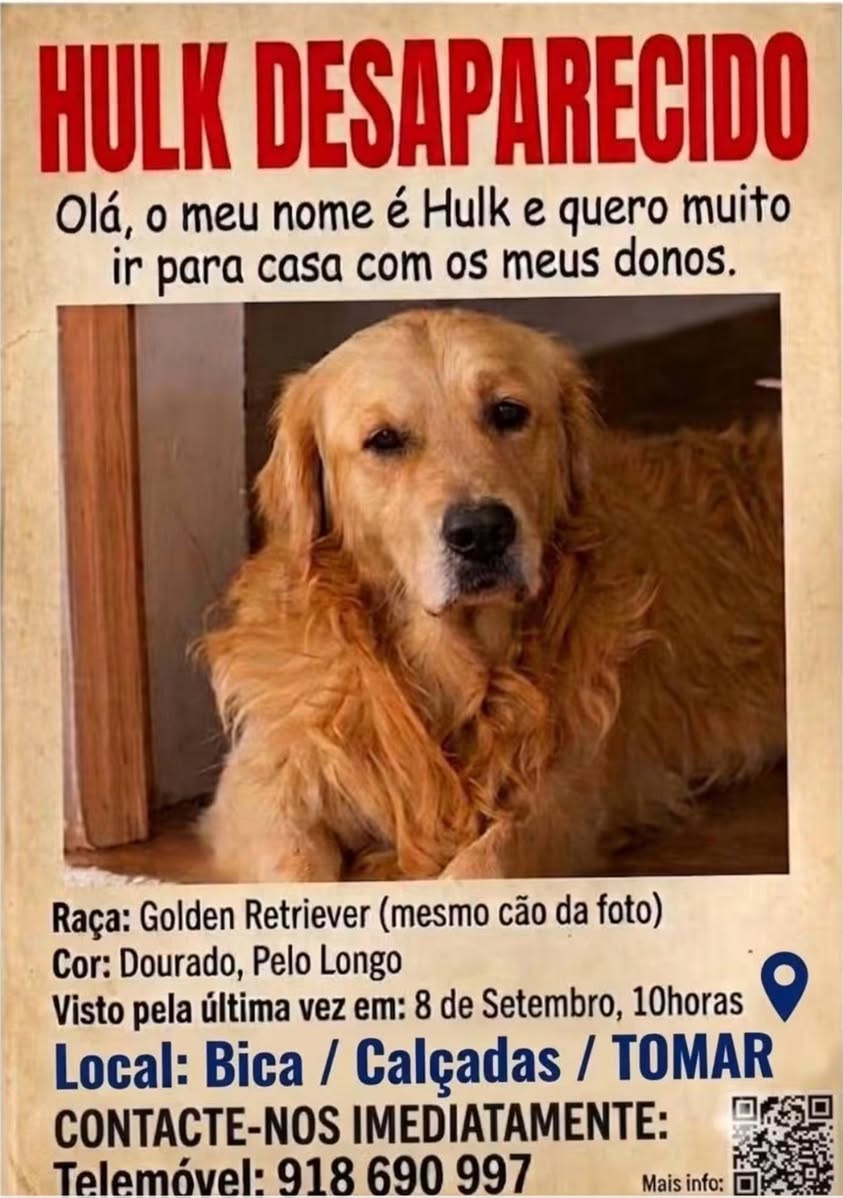 Lost Dog in Tomar