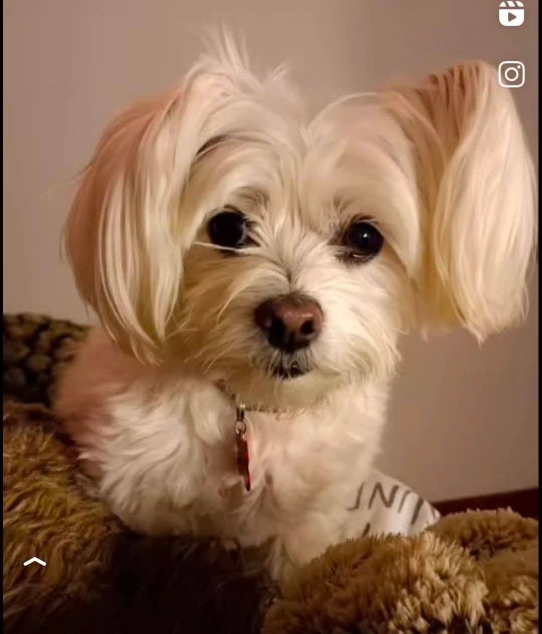 Lost dog