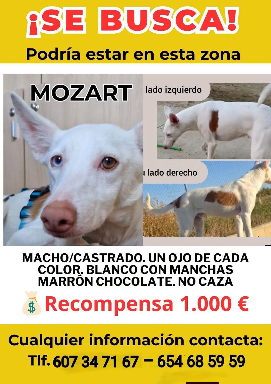 Lost dog
