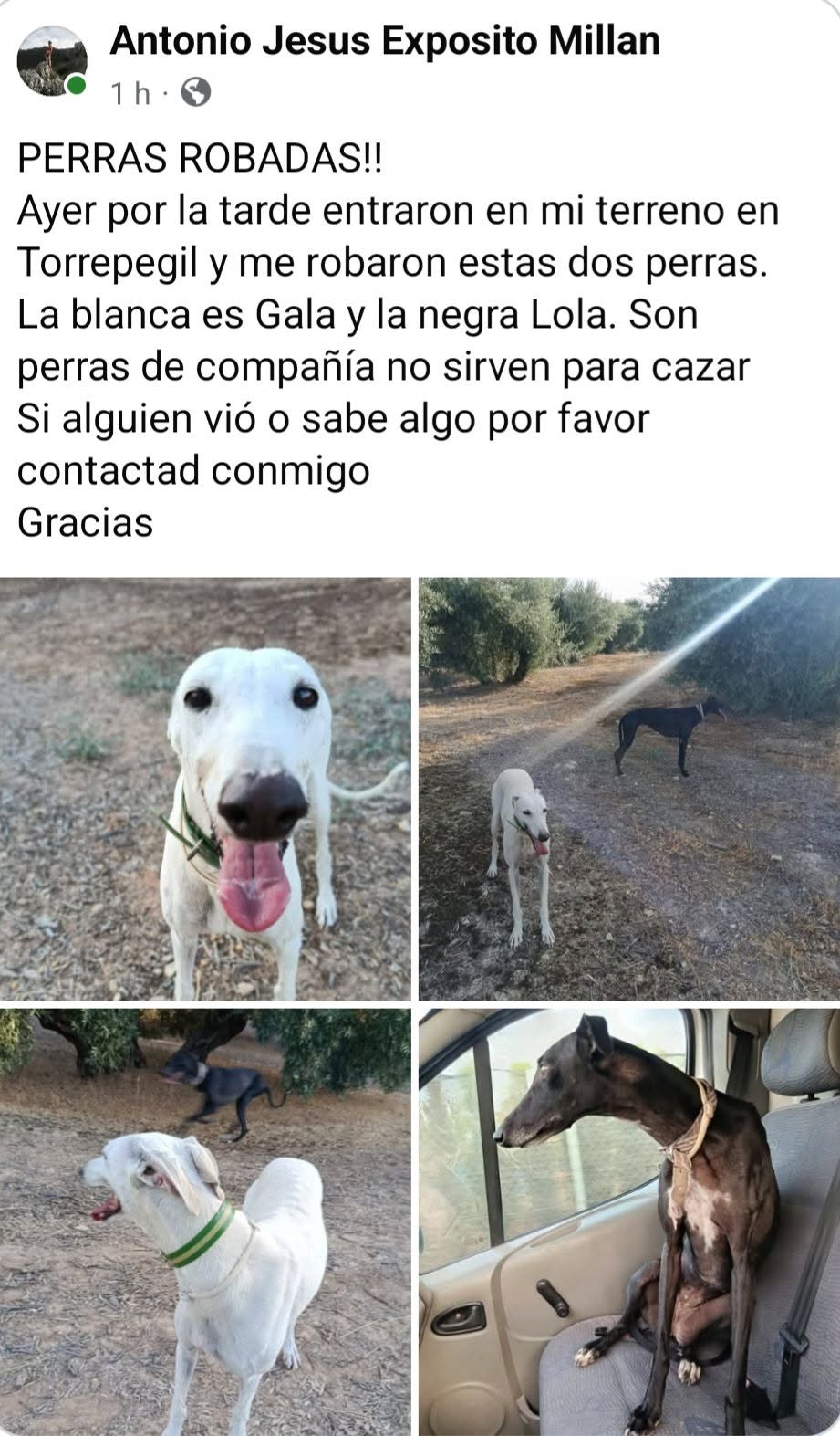 Lost Dog in Torreperogil