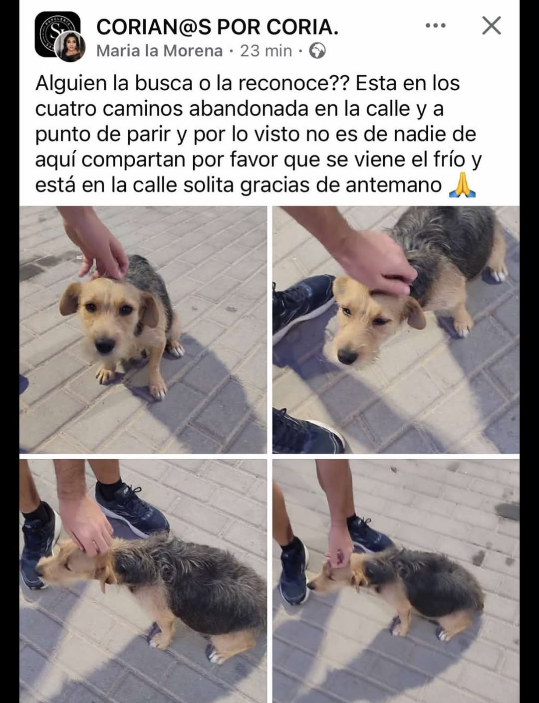 Found dog