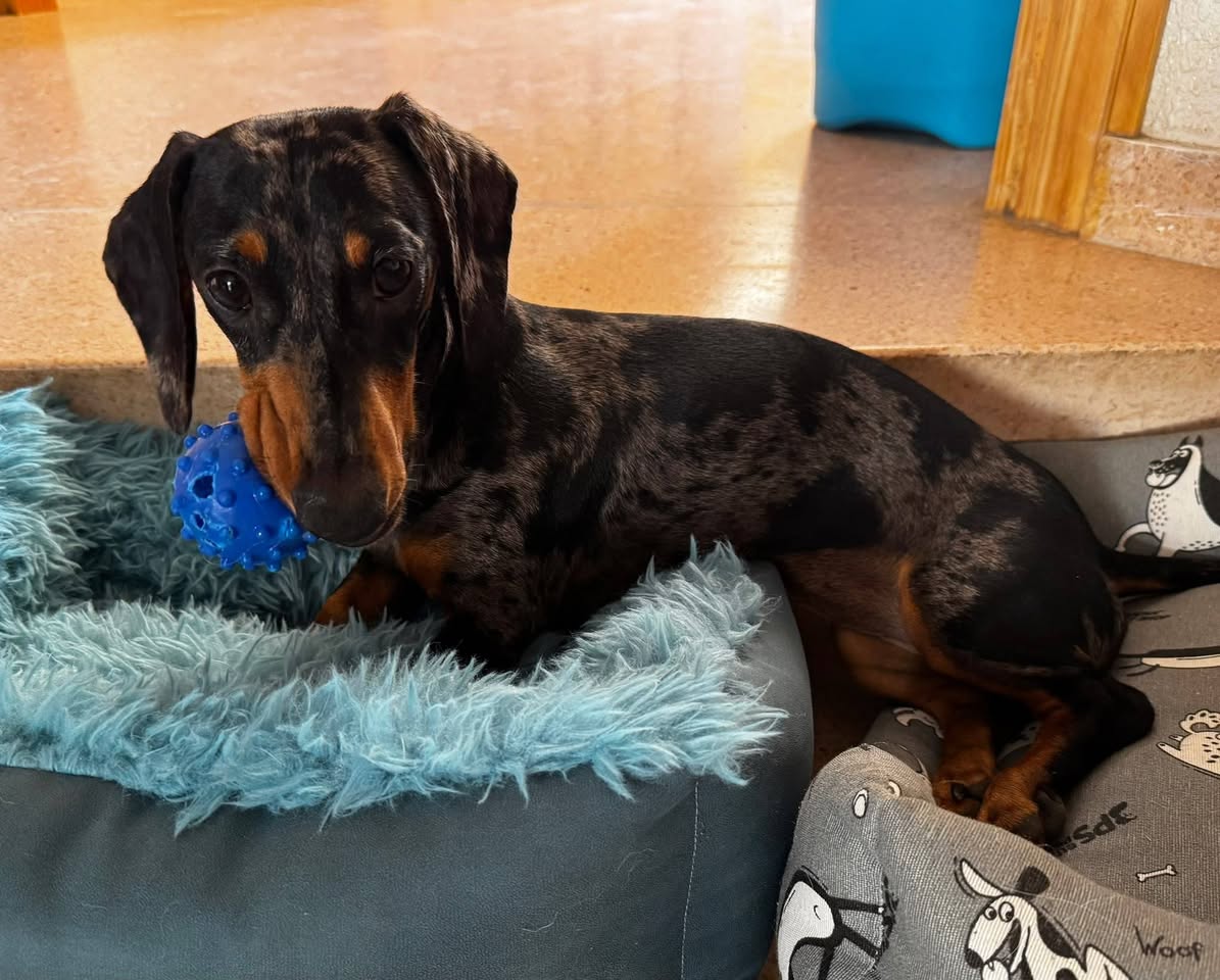Lost Dog in Parla