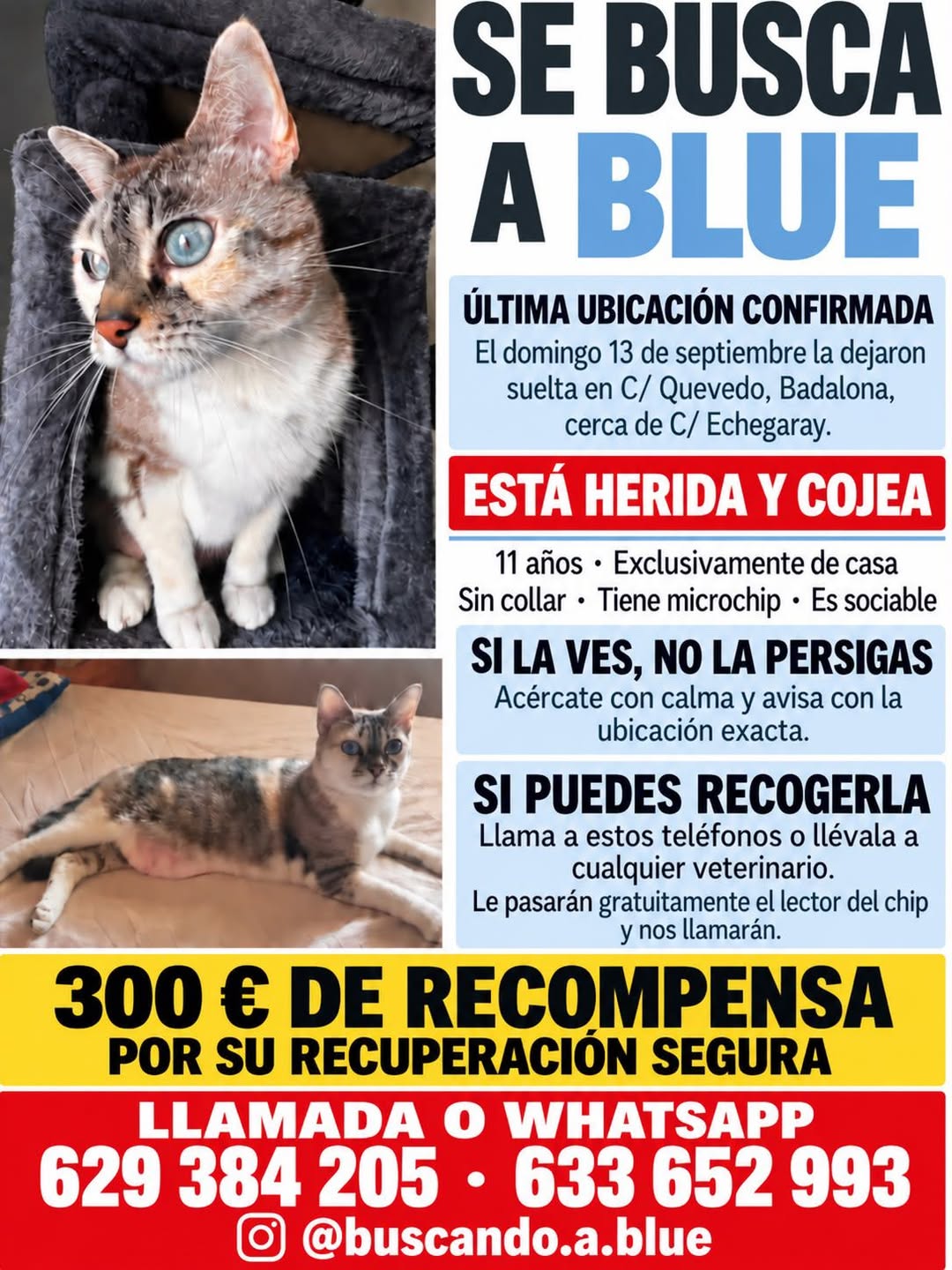 Lost cat