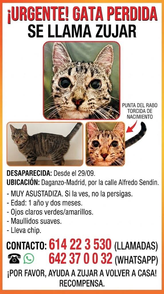 Lost cat