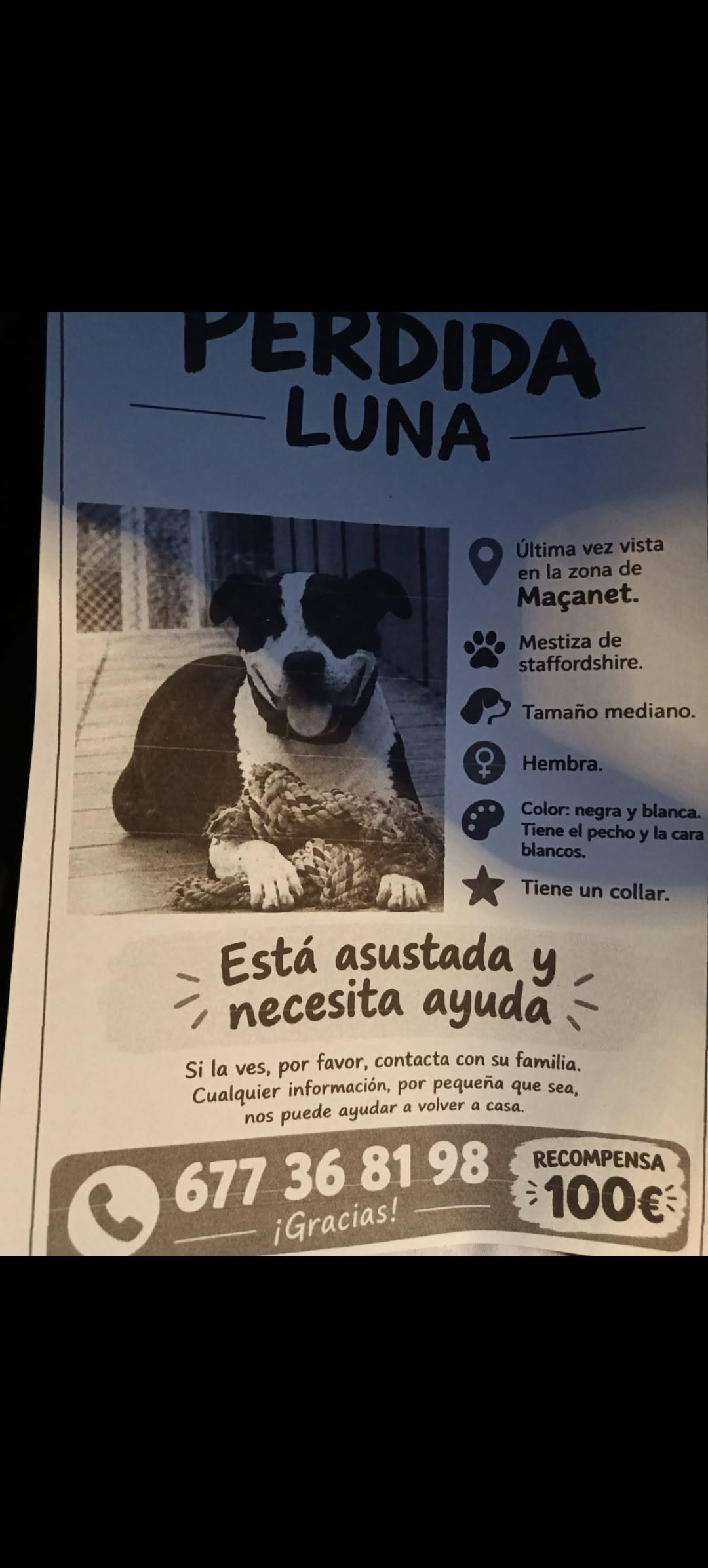 Lost dog