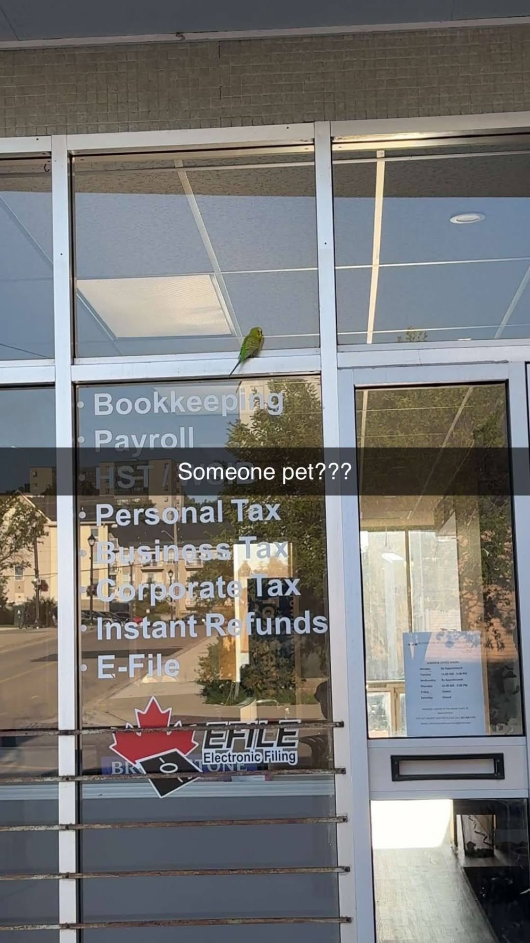 Found budgie