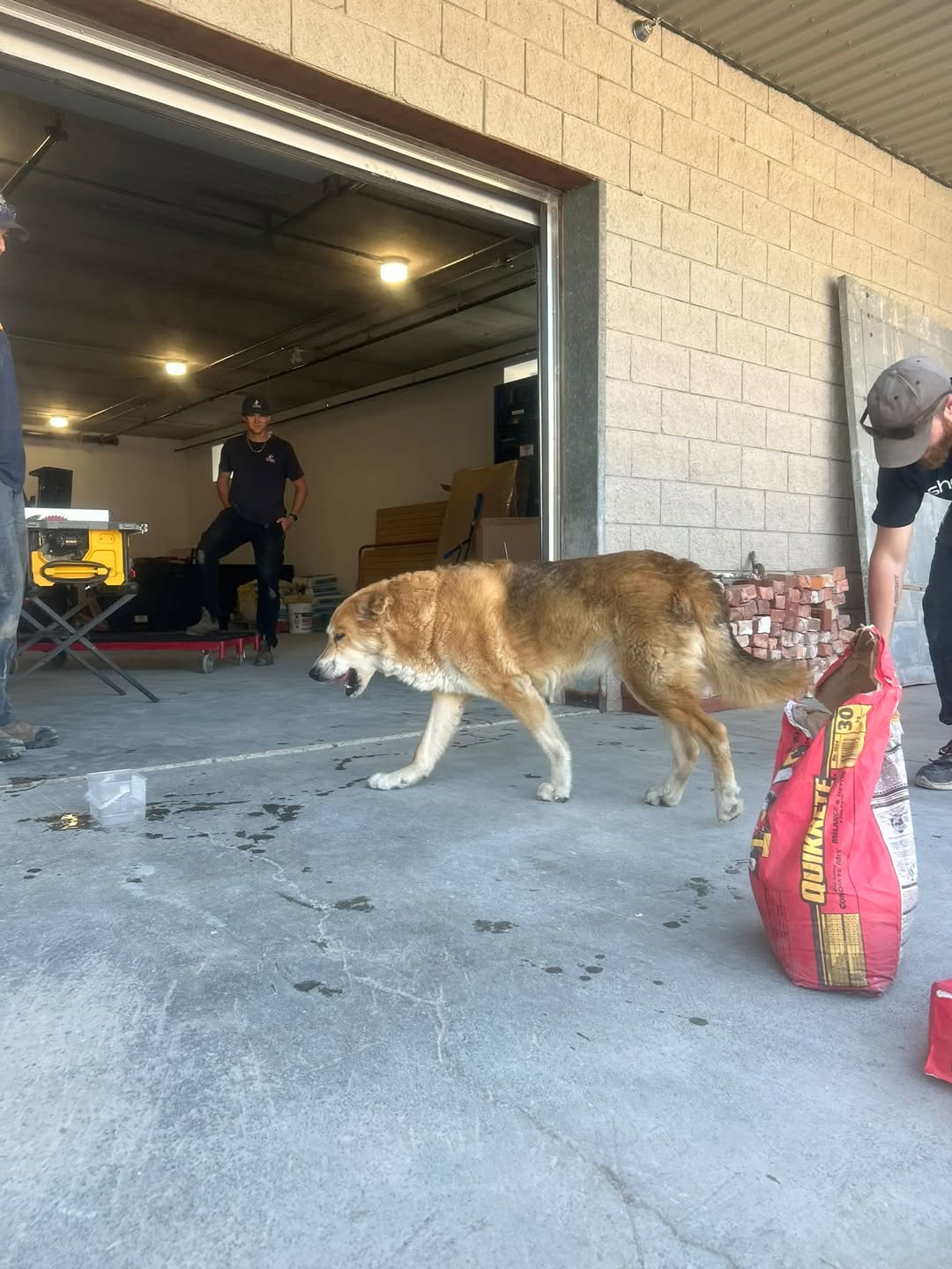 Found Dog in The Mill