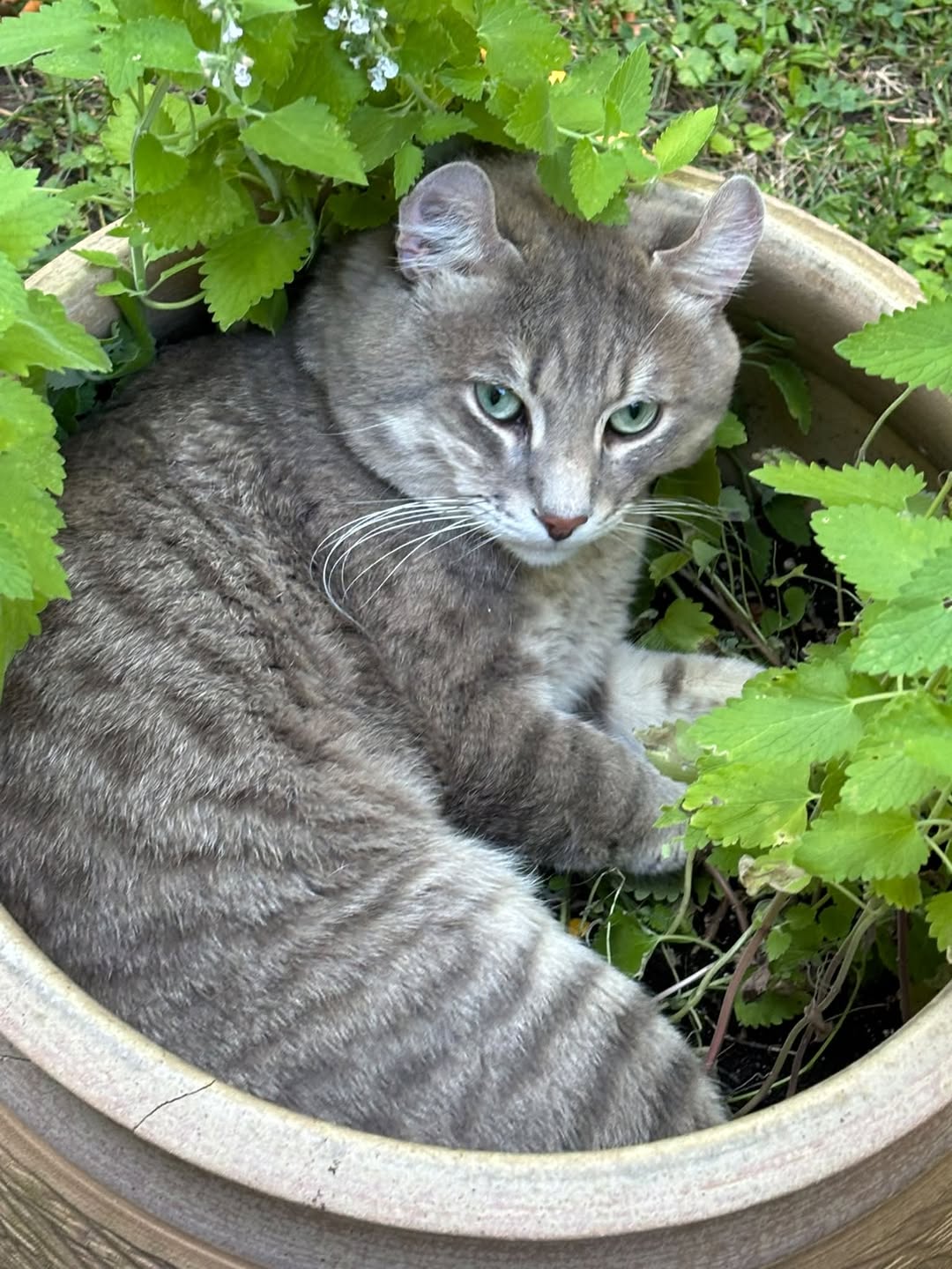 Found cat