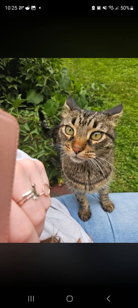 Found cat