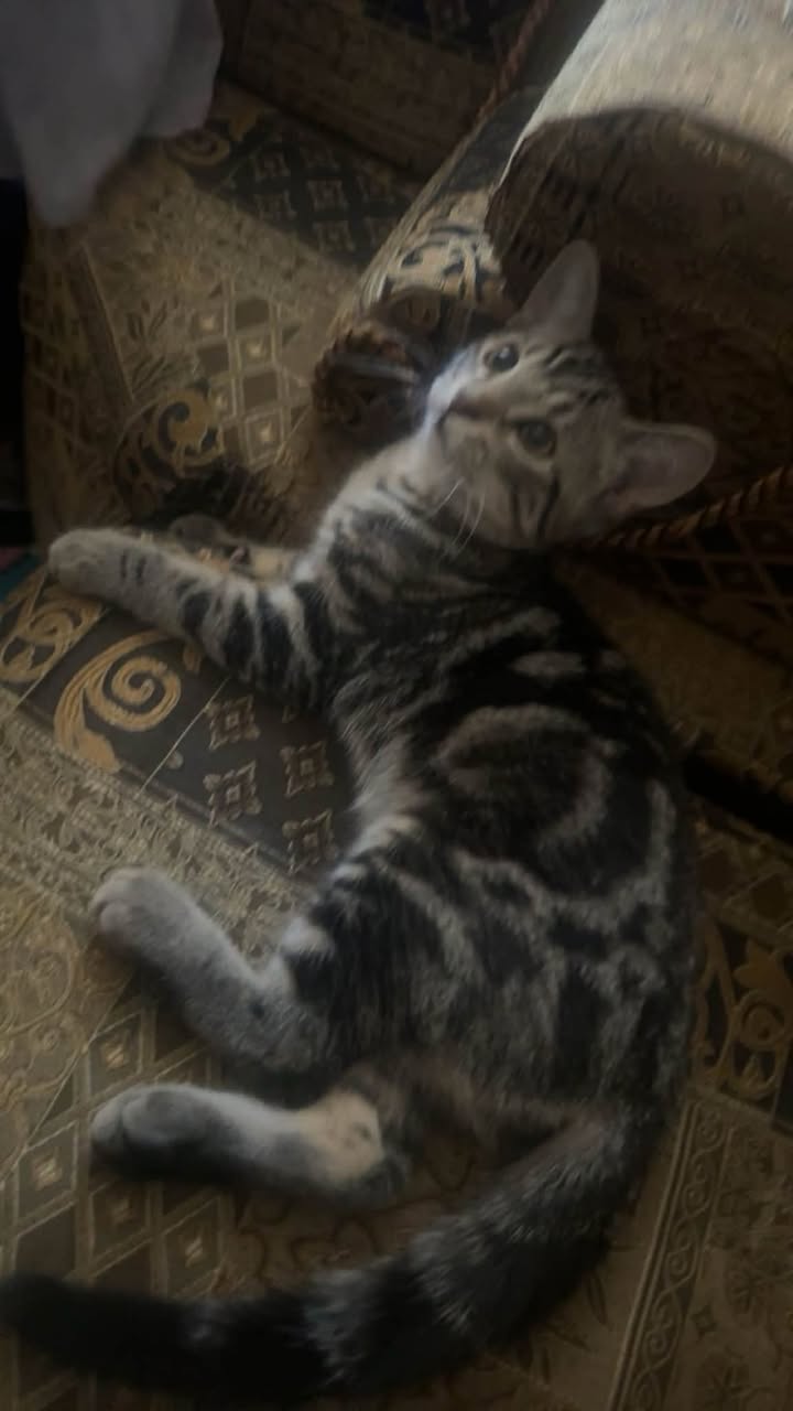 Lost cat