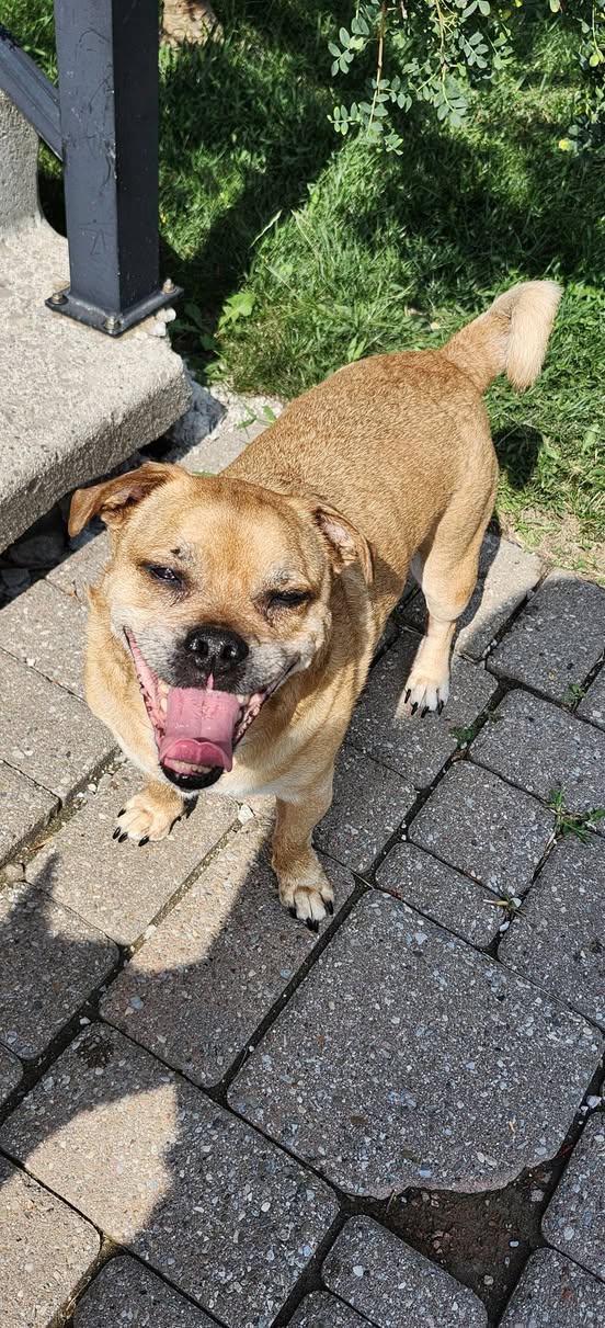 Found dog