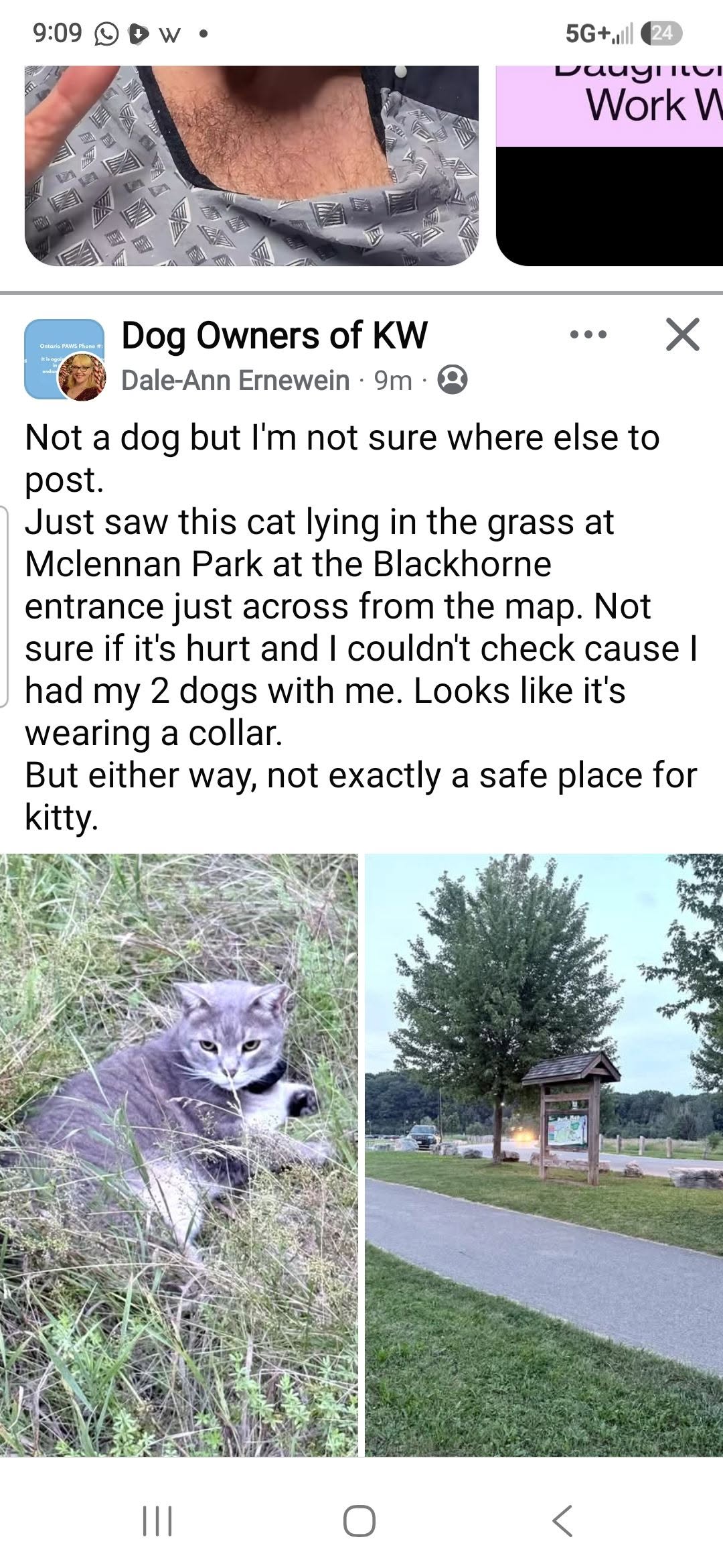 Found cat