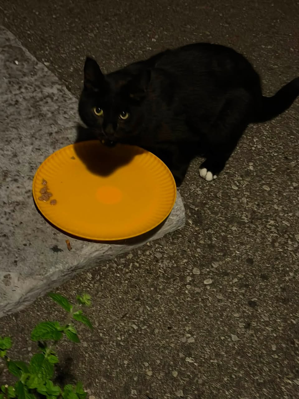 Found cat