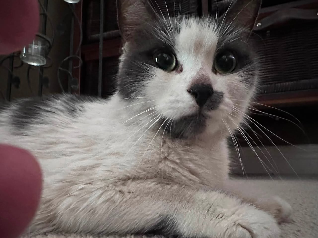 Found cat