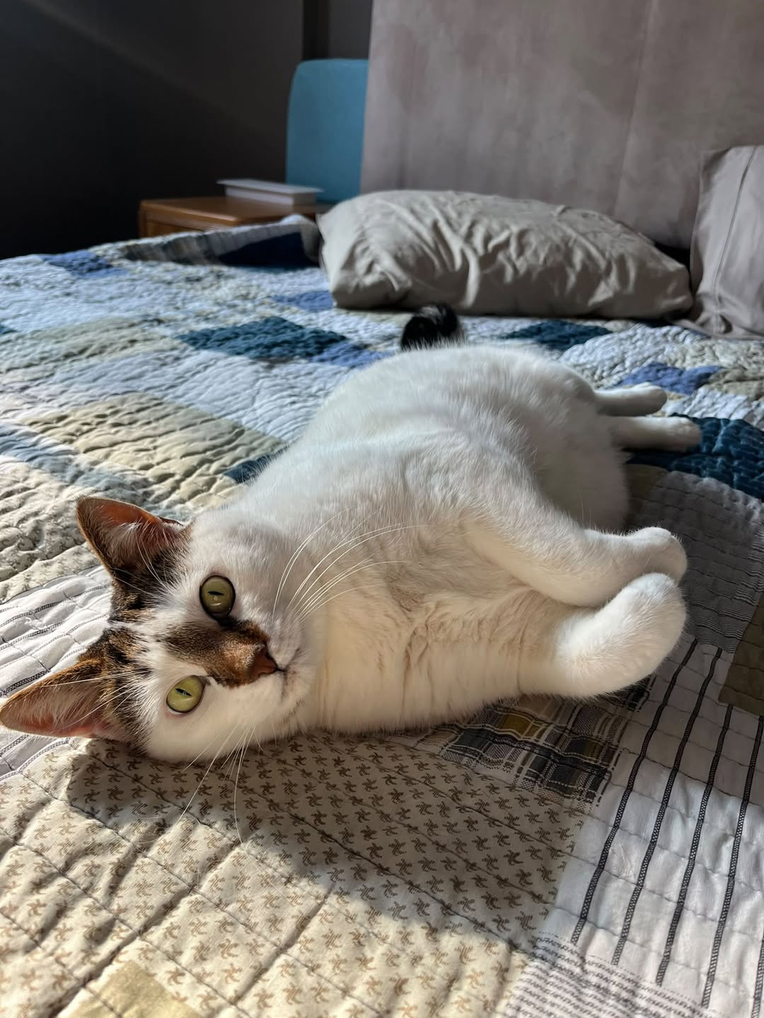 Lost cat