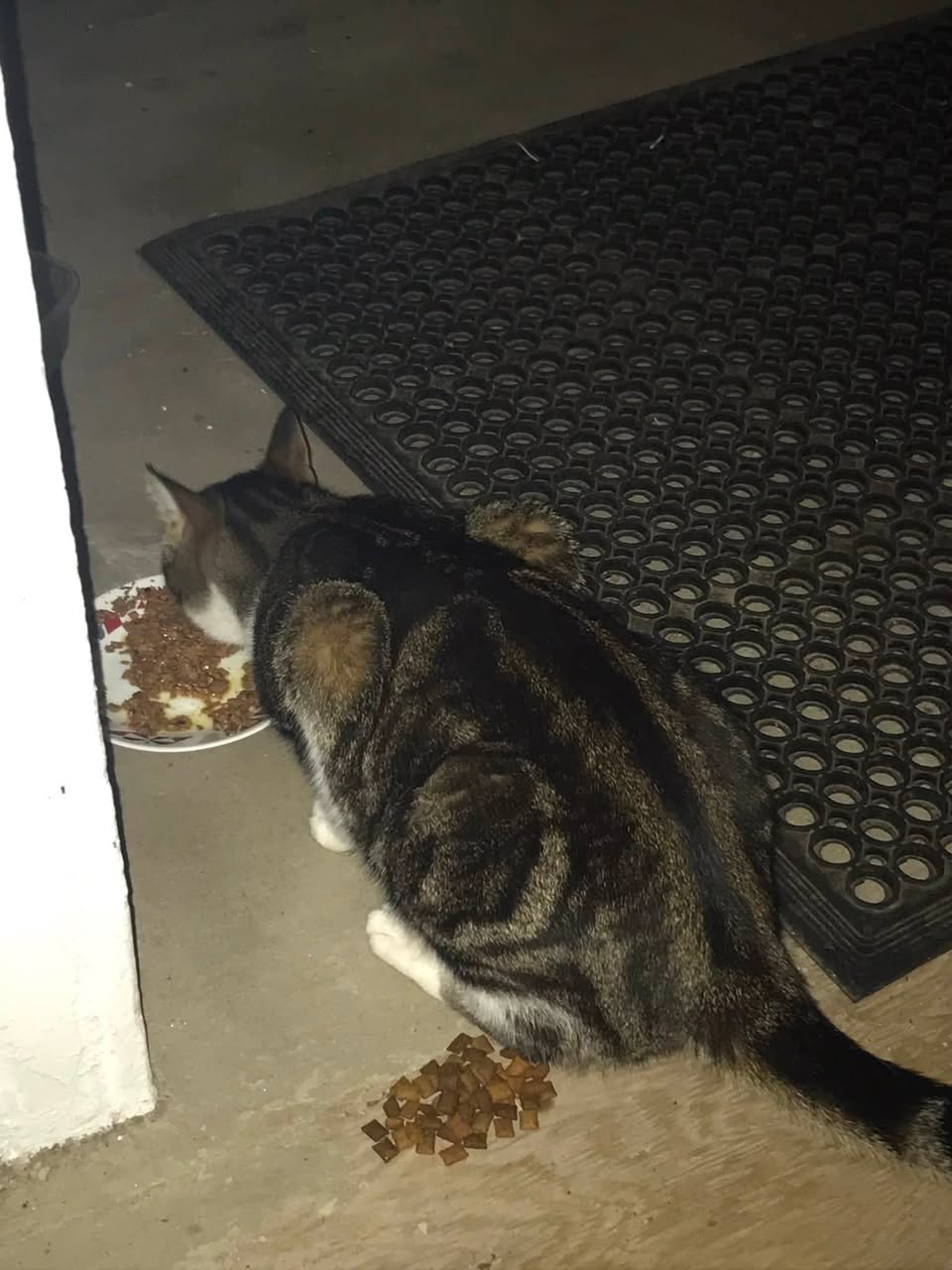 Found cat
