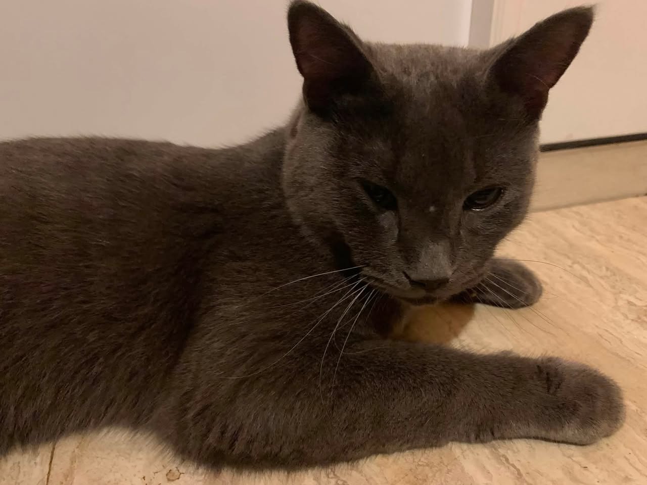 Found cat