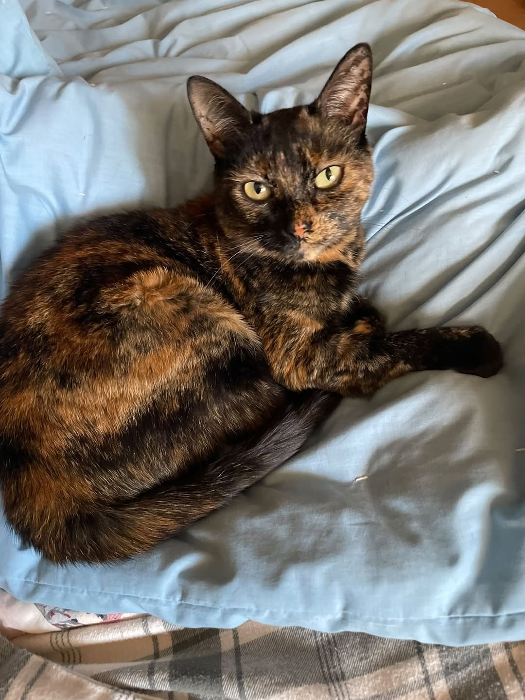Lost cat