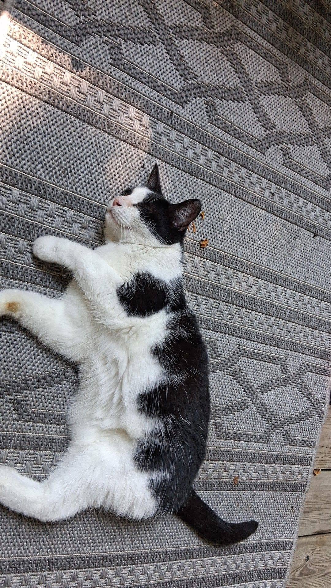 Found cat