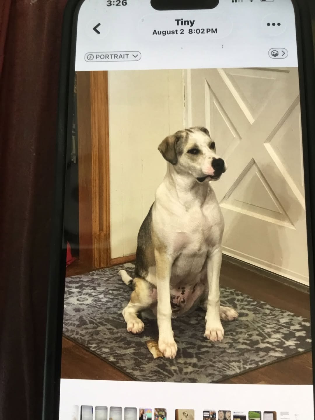 Lost dog