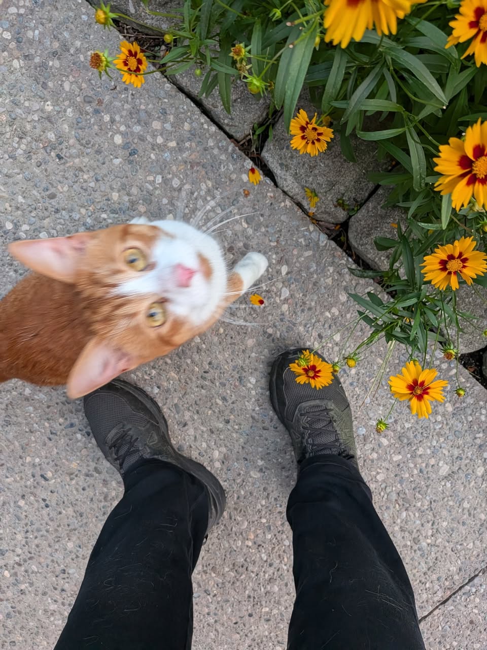 Found cat