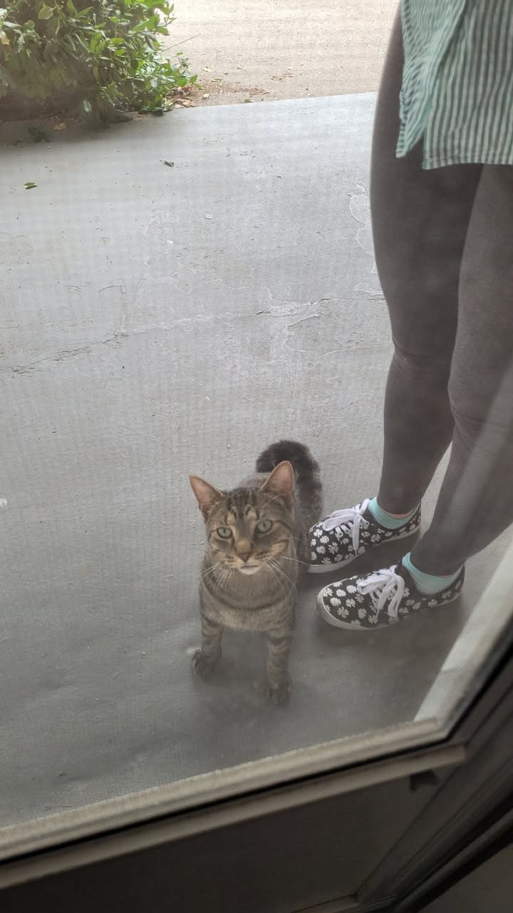Found cat