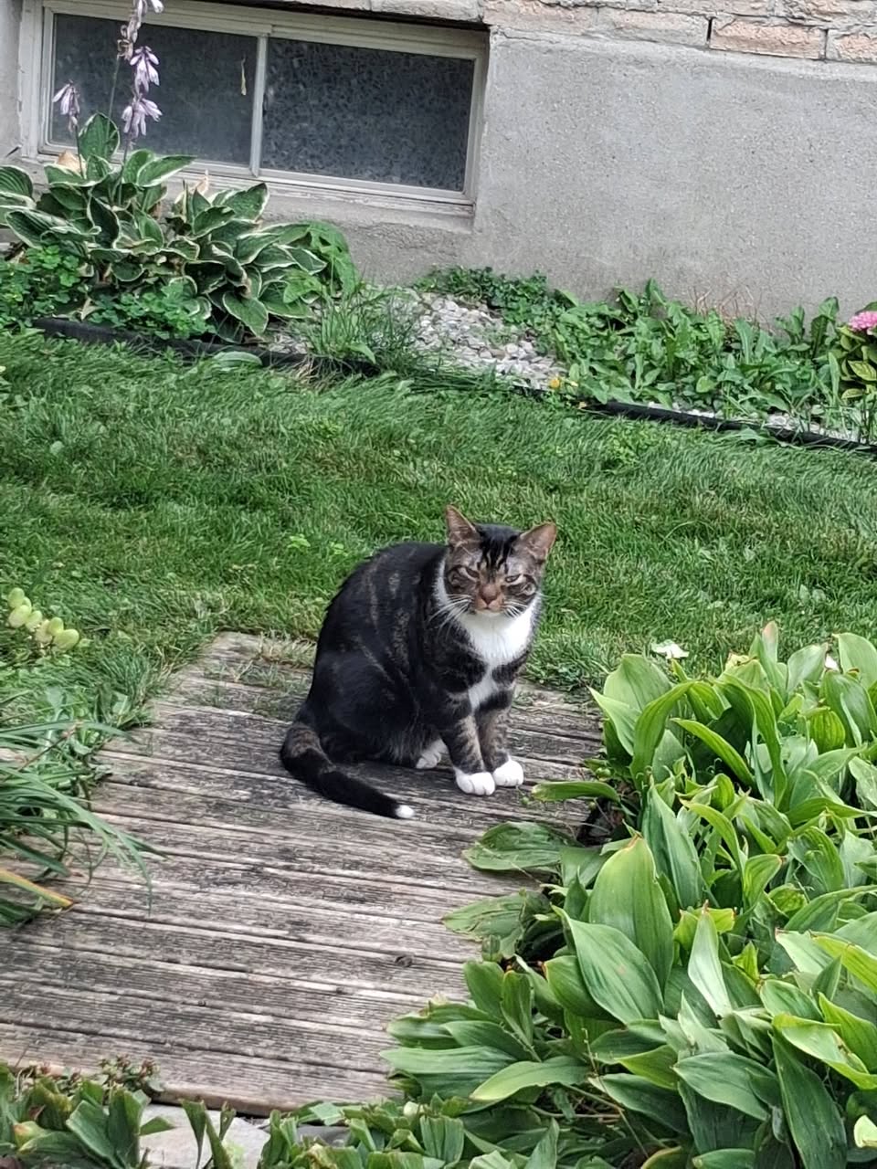 Found cat