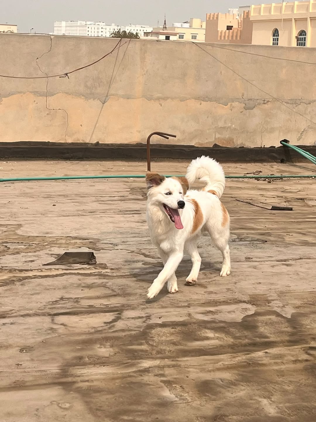 Lost Dog in Doha