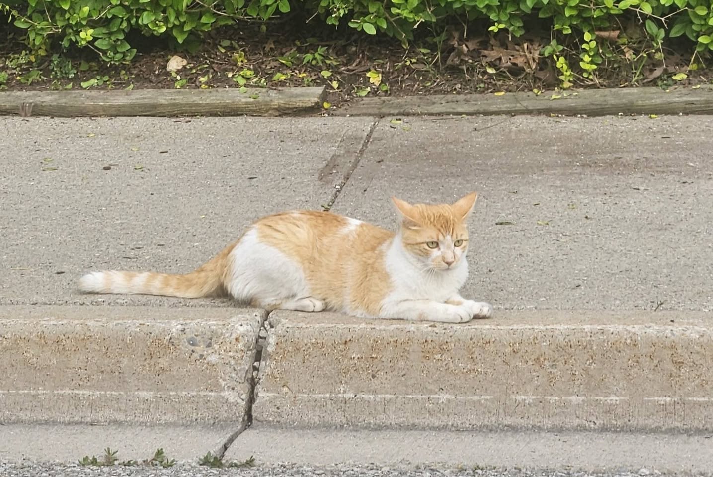 Found cat