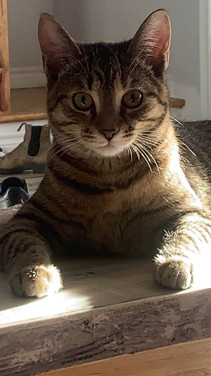 Found cat
