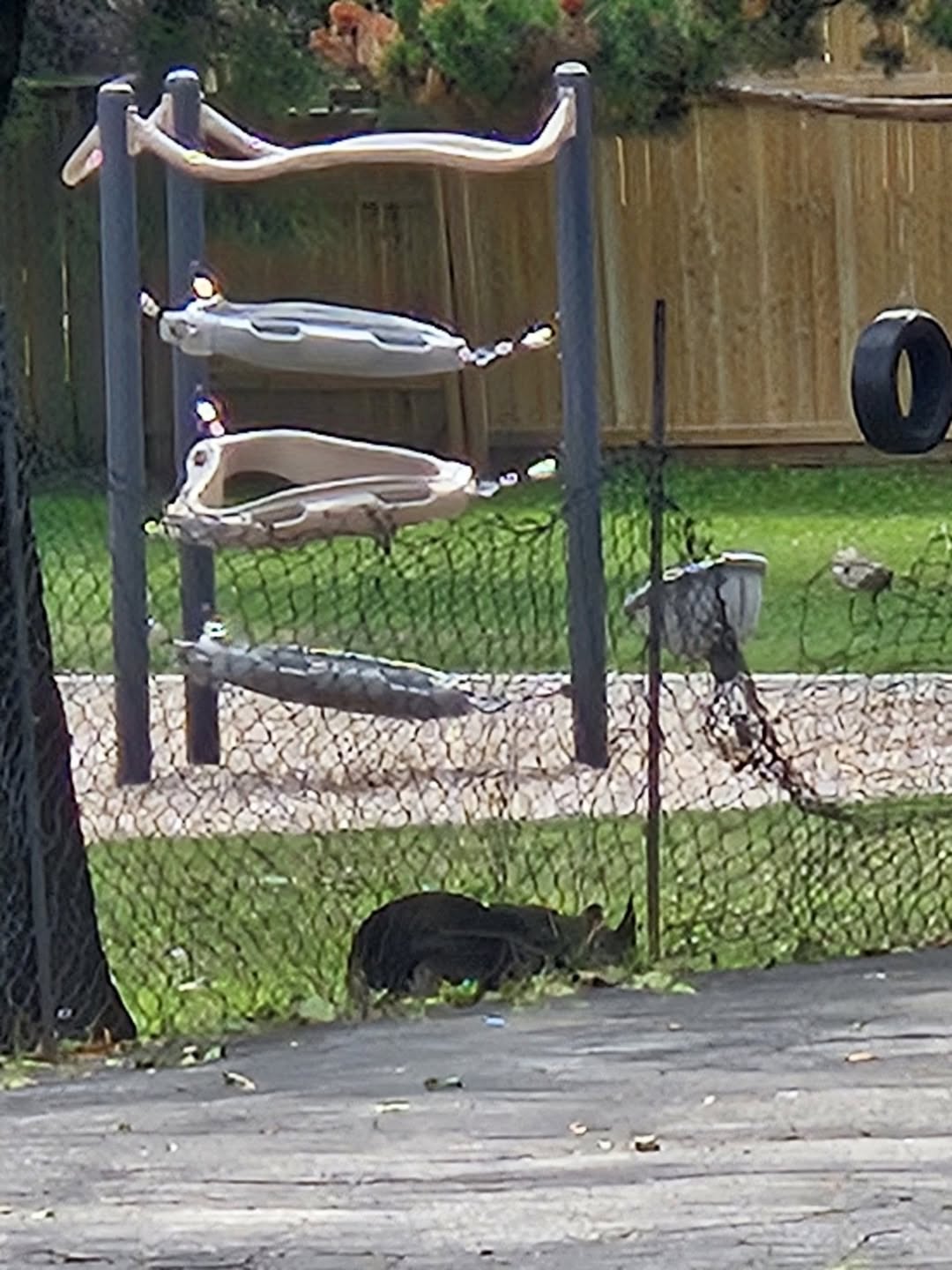 Found dog