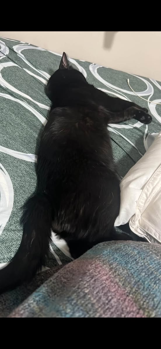 Lost cat