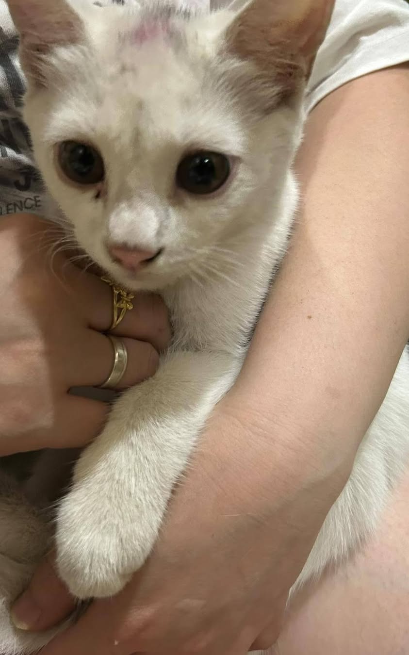 Found cat