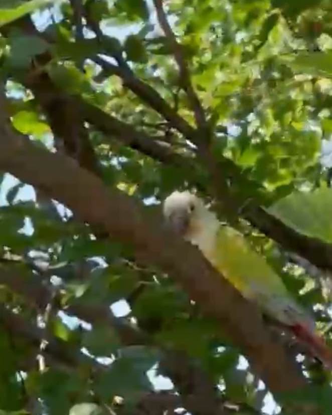 Found bird