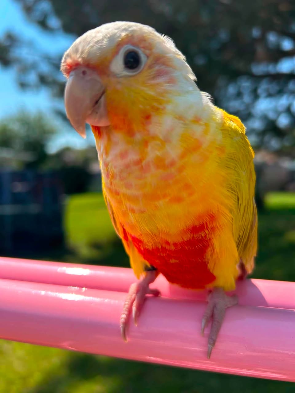 Found bird