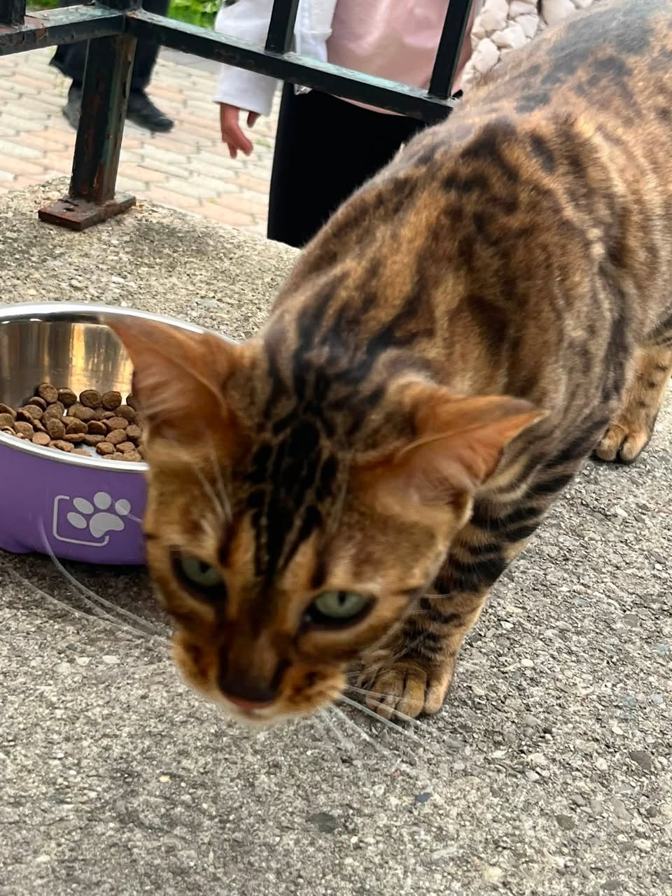 Found cat
