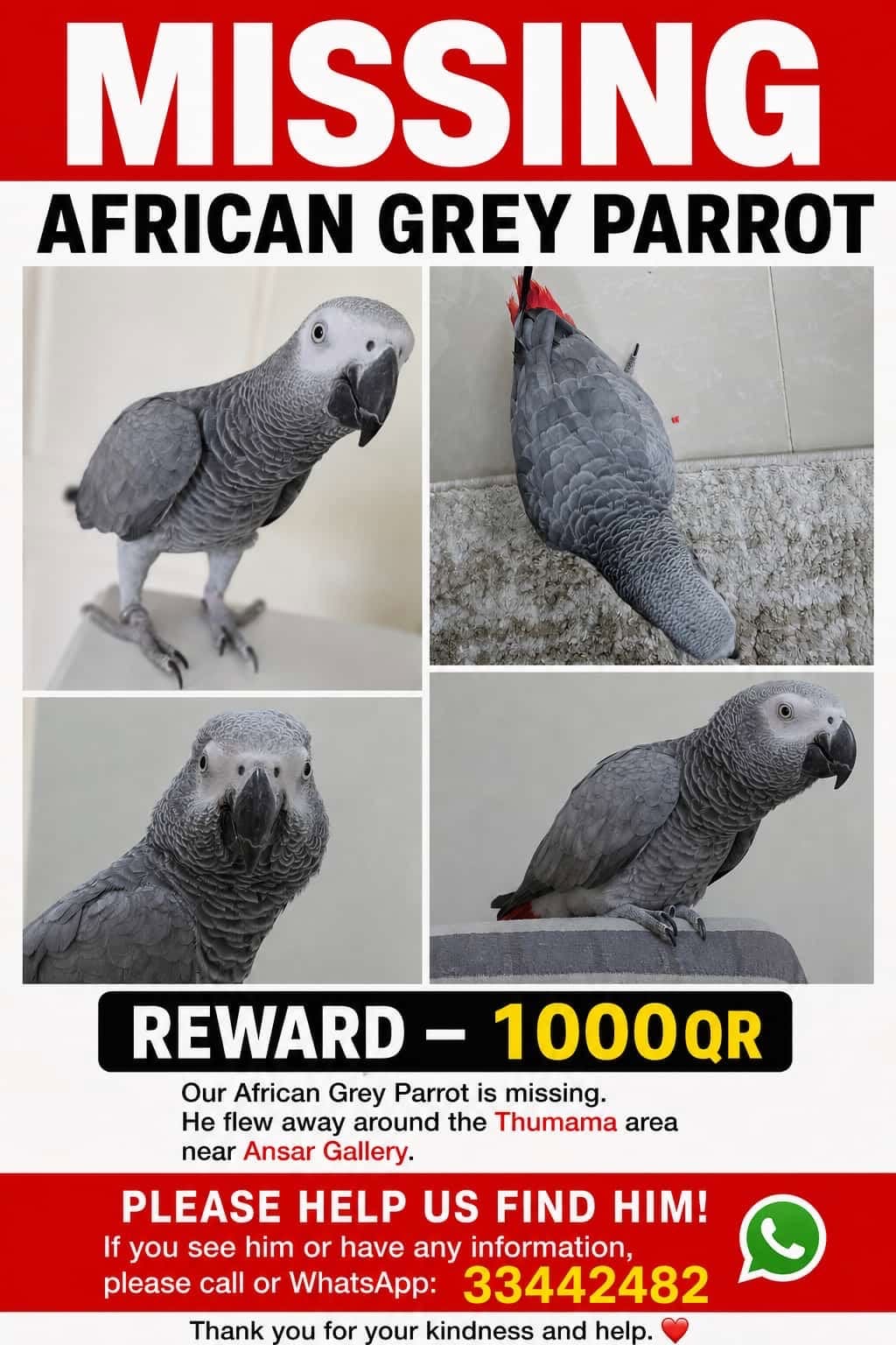 Lost Bird in Doha