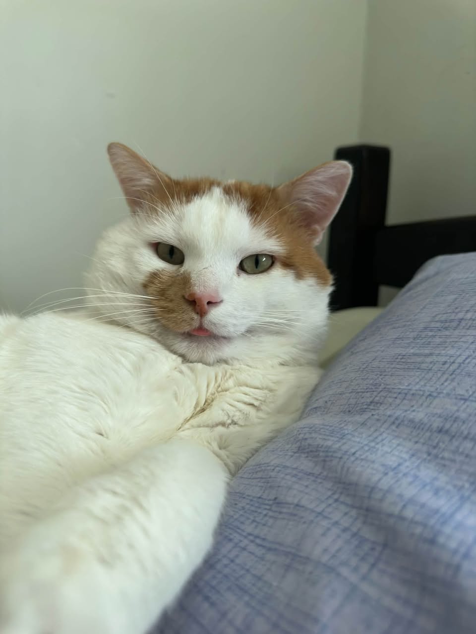 Lost cat