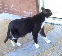 Found cat