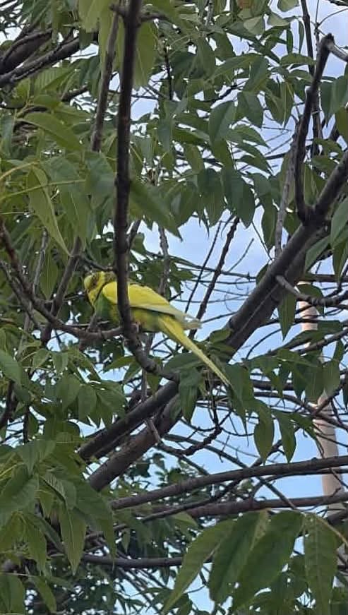 Found budgie